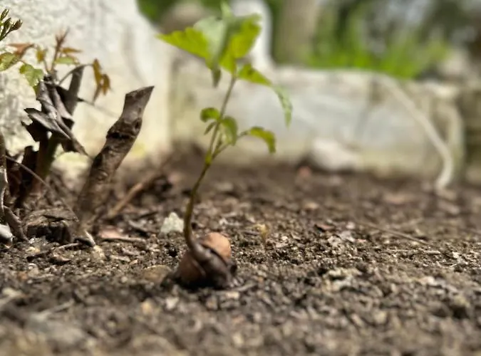 Sakliderebutikotel Hotel *