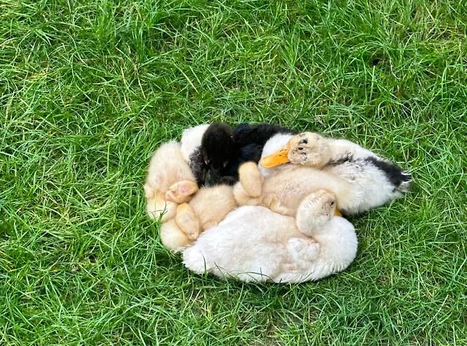 Hotel Sakliderebutikotel Edremit (Balikesir)