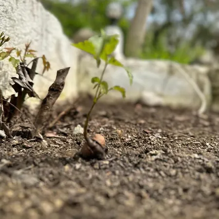 Sakliderebutikotel Hotel *